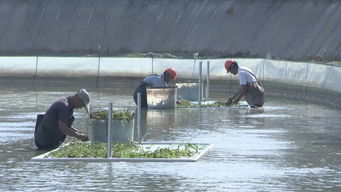 武進(jìn)打造漁業(yè)轉(zhuǎn)型升級模范區(qū)，以綠色飼料驅(qū)動水產(chǎn)養(yǎng)殖高質(zhì)量前行
