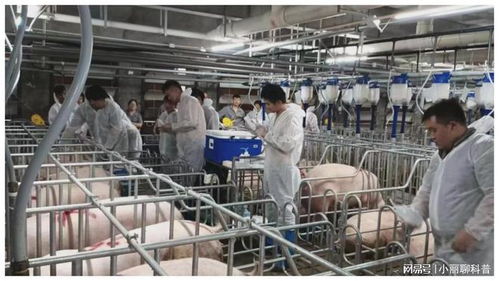 273.32億元，增長5.4% 畜牧漁業(yè)飼料銷售穩(wěn)健增長的動力與展望