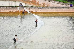 南岸區(qū)大力發(fā)展生態(tài)漁業(yè)，助推畜牧漁業(yè)飼料銷售新增長